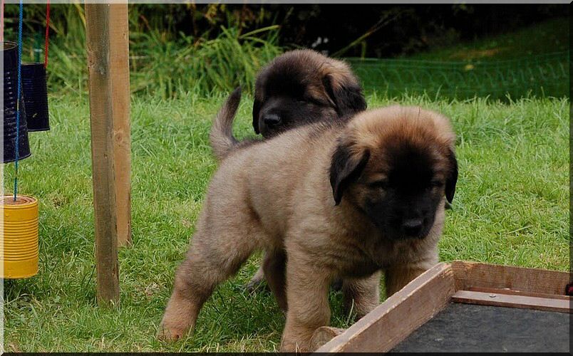 leonberger 094.jpg